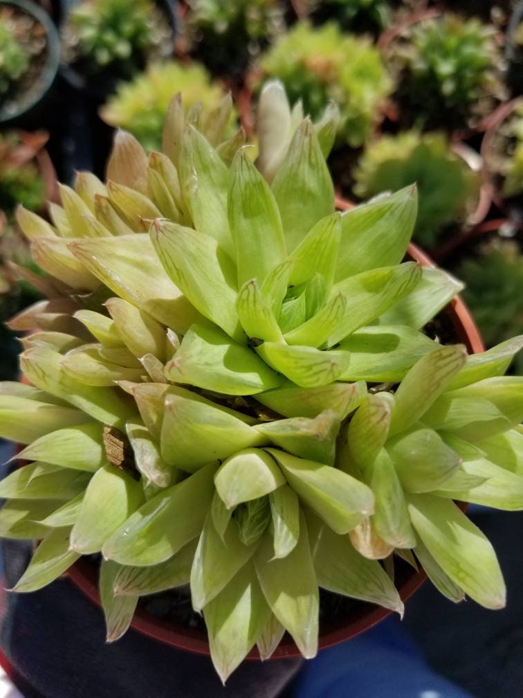 Haworthia Cymbiformis (4" pot) - Beaultiful Desert Plants 