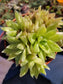 Haworthia Cymbiformis (4" pot) - Beaultiful Desert Plants 