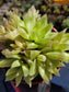 Haworthia Cymbiformis (4" pot) - Beaultiful Desert Plants 