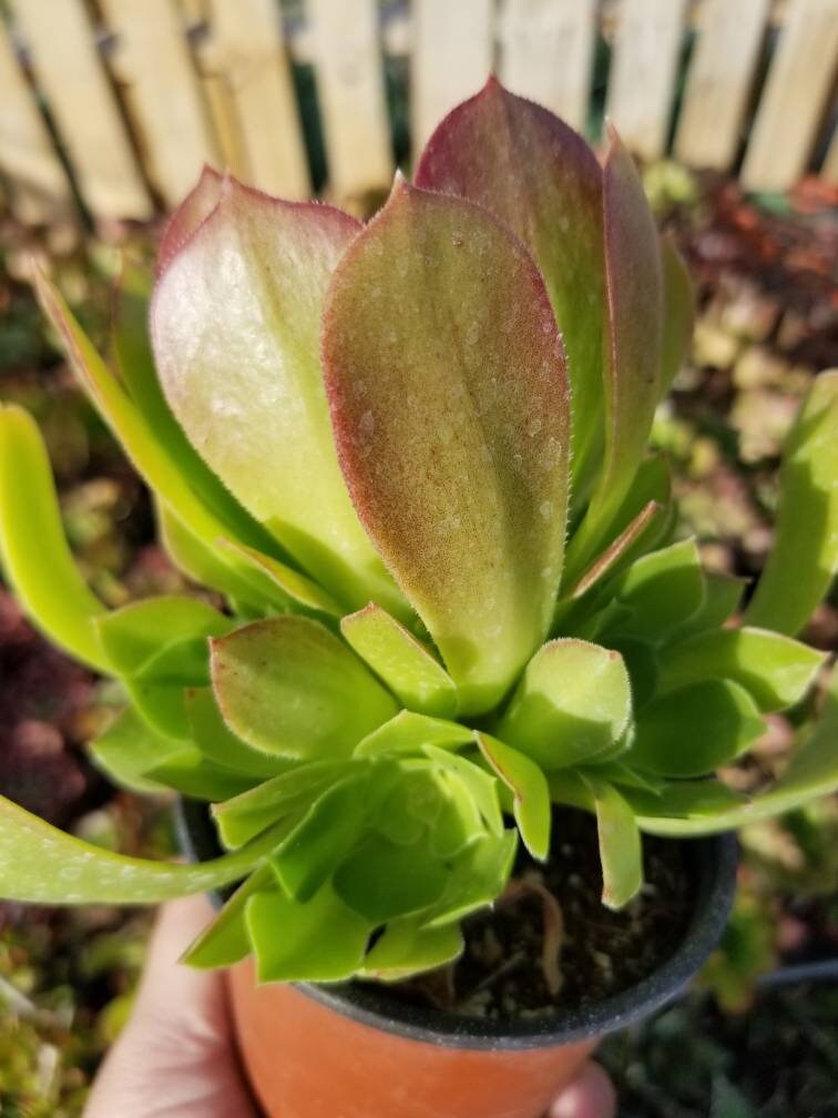 Aeonium Salad Bowl (4"Pot) - Beaultiful Desert Plants 