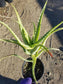 Aloe Arborenscens Variegated - Beaultiful Desert Plants 