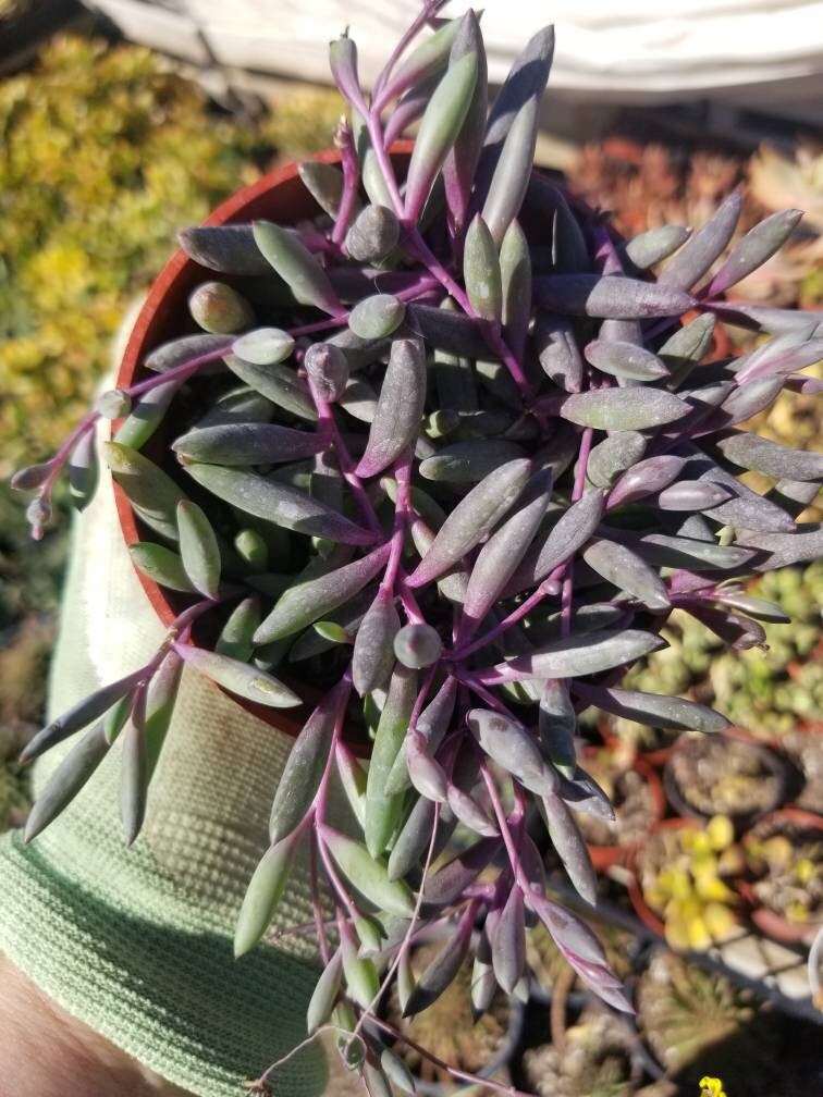 string of rubies succulent Othonna Capensis Strings of Ruby Necklace (4" Pot) – Beaultiful Desert Plants
