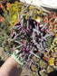 Othonna Capensis Strings of Ruby Necklace (4" Pot) - Beaultiful Desert Plants 