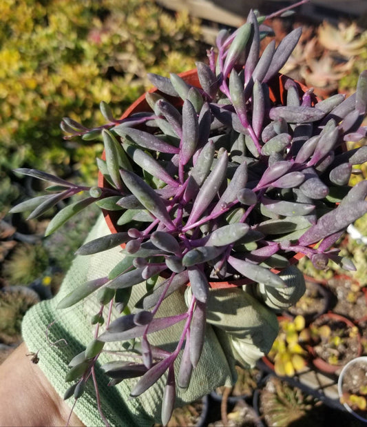 Othonna Capensis Strings of Ruby Necklace (4" Pot) - Beaultiful Desert Plants 