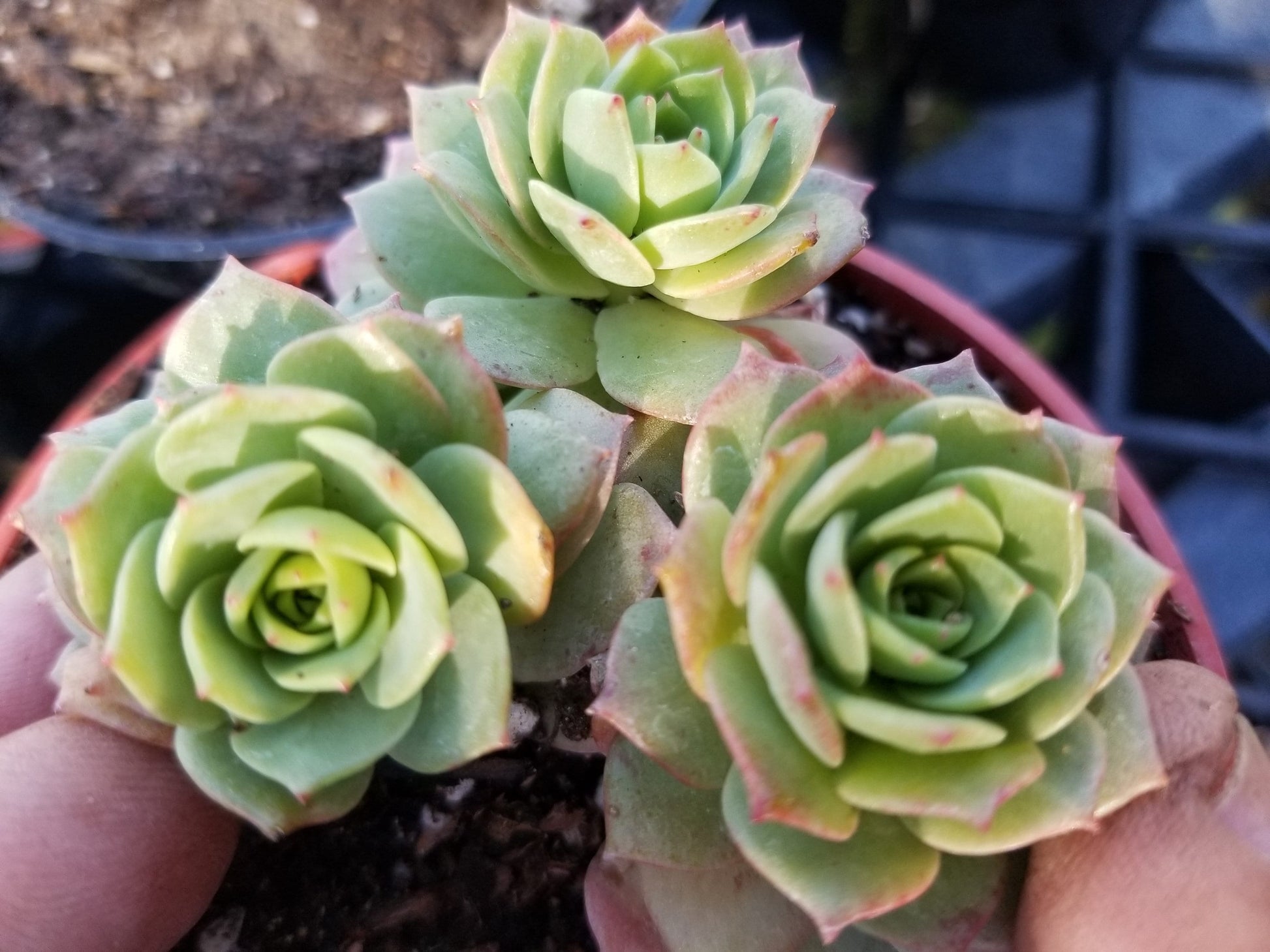 green rose succulent Sederia Green Rose (4"pot) – Beaultiful Desert Plants