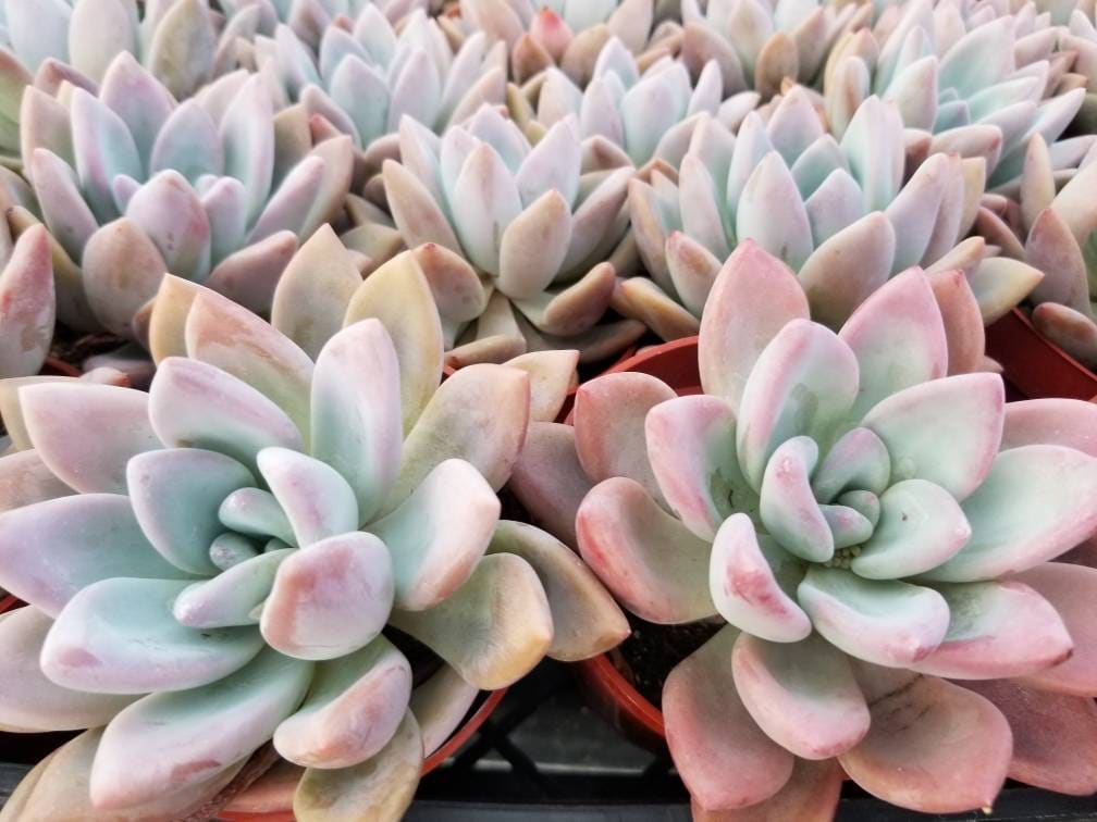 Graptoveria Opalina (4"pot) - Beaultiful Desert Plants 