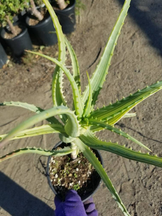 Aloe Arborenscens Variegated - Beaultiful Desert Plants 