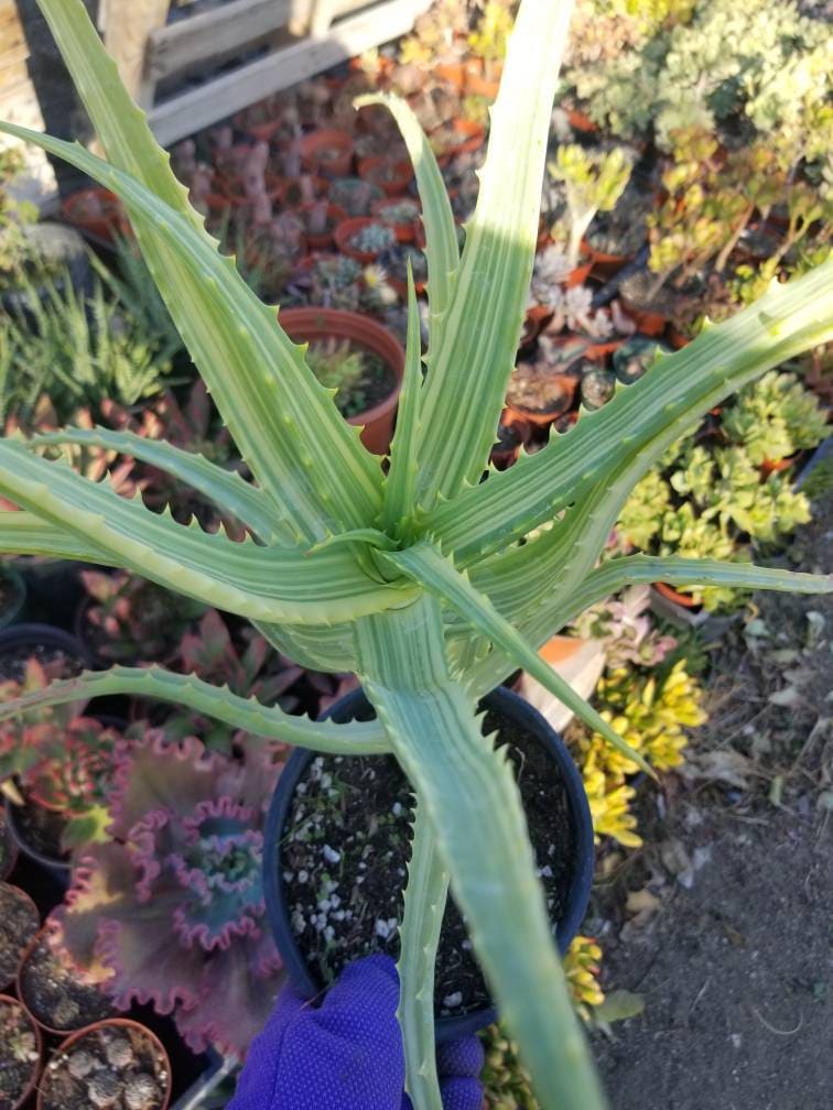 variegated aloe vera plant Aloe Arborenscens Variegated – Beaultiful Desert Plants